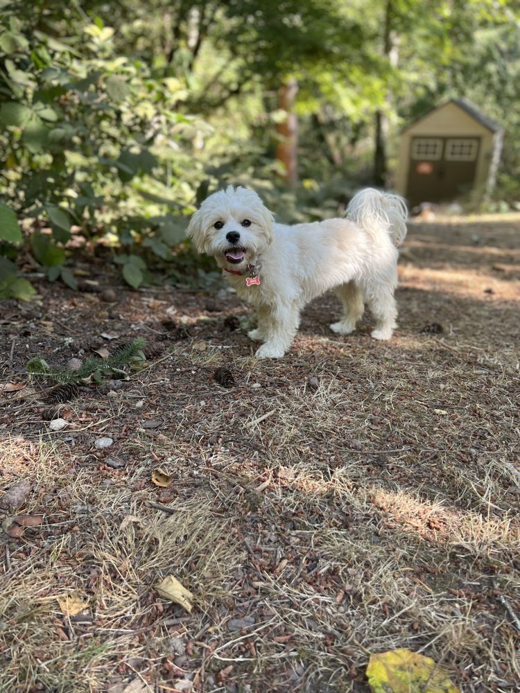 Rosedale Pet Resort - pet boarding facility in Gig Harbor, WA