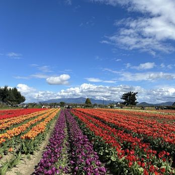 Tulip Town - Botanical Gardens Near Me - Mount Vernon, Washington Tulip Town - Botanical Gardens Near Me - Mount Vernon, Washington