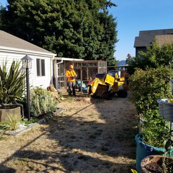 Reliable Stump Grinding - During... - Tree Services Near Me Reliable Stump Grinding - During... - Tree Services Near Me