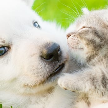 Valley Veterinary Hospital - Veterinarians Near Me - Oshkosh, Wisconsin Valley Veterinary Hospital - Veterinarians Near Me - Oshkosh, Wisconsin