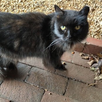 The Williamsburg Winery - Low Rider, one of the barn kitties - Hotels Near Me - Williamsburg, Virginia