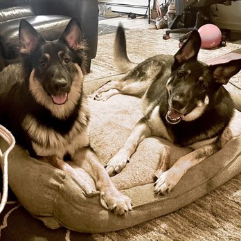 Atlas Working K-9s - Pet Boarding Near Me - Anchorage, Alaska