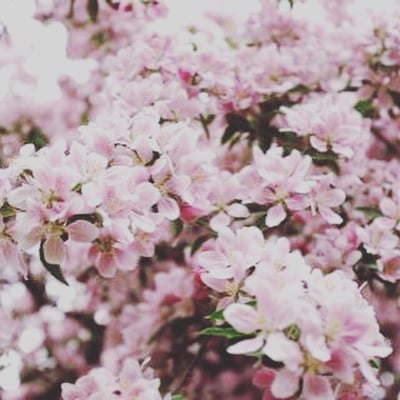 Daphne European Skincare & Sugaring Studio by null