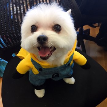 QQ Pets Grooming - Pet Groomers Near Me - New York, New York QQ Pets Grooming - Pet Groomers Near Me - New York, New York