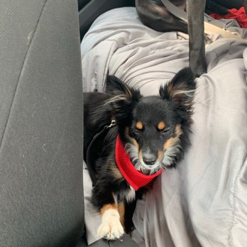 Camp Bow Wow - Cant even keep her eyes open in the car - Pet Boarding Near Me - Las Vegas, Nevada Camp Bow Wow - Cant even keep her eyes open in the car - Pet Boarding Near Me - Las Vegas, Nevada