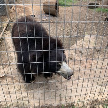 Zootastic Park - Sloth Bear - Zoos Near Me - Troutman, North Carolina Zootastic Park - Sloth Bear - Zoos Near Me - Troutman, North Carolina