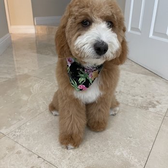 Jasmine Pet Grooming - After her cut - Pet Groomers Near Me - Brea, California Jasmine Pet Grooming - After her cut - Pet Groomers Near Me - Brea, California