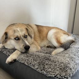 Bonita Dog Grooming Bonita Ca: Top Pampering Services