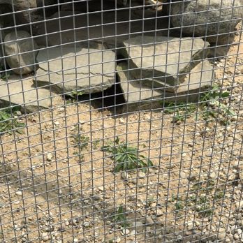 Boulder Ridge Wild Animal Park - Fox - Zoos Near Me - Alto, Michigan Boulder Ridge Wild Animal Park - Fox - Zoos Near Me - Alto, Michigan