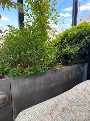 Terrass'' Rooftop Bar by null