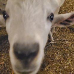 Shepherd’s Rest Goat and Sheep Rescue