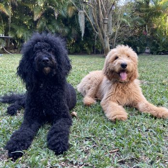 The Caring Paws - Love them - Pet Training Near Me