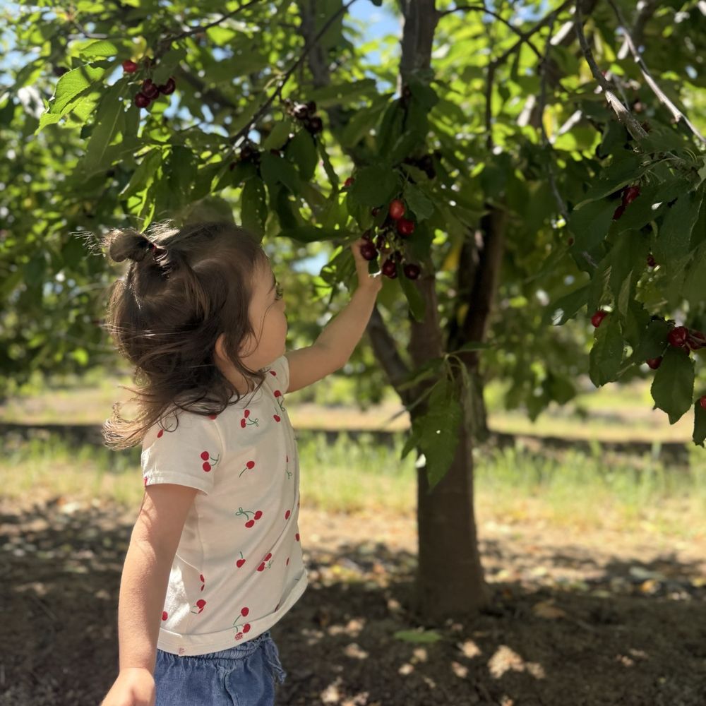 Cherry Time - Delicious variety of cherries, fun for all ages! - Pick Your Own Farms Near Me - Brentwood, California