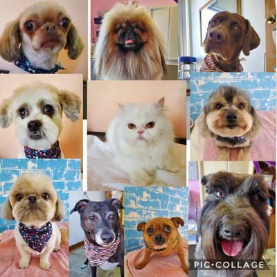 Pet Grooming - Bring in your dog, or cat today to get pampered! Call today to book your appointment. Pet Grooming - Bring in your dog, or cat today to get pampered! Call today to book your appointment.