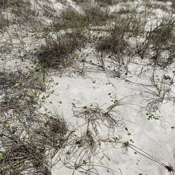 Anastasia State Park - Sand dunes with vegetation. - Parks Near Me - Saint Augustine, Florida