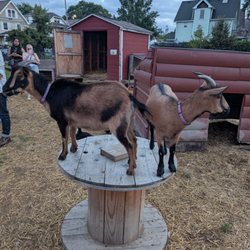 The Cleveland Winery Vino Veritas Cellars - Petting zoo