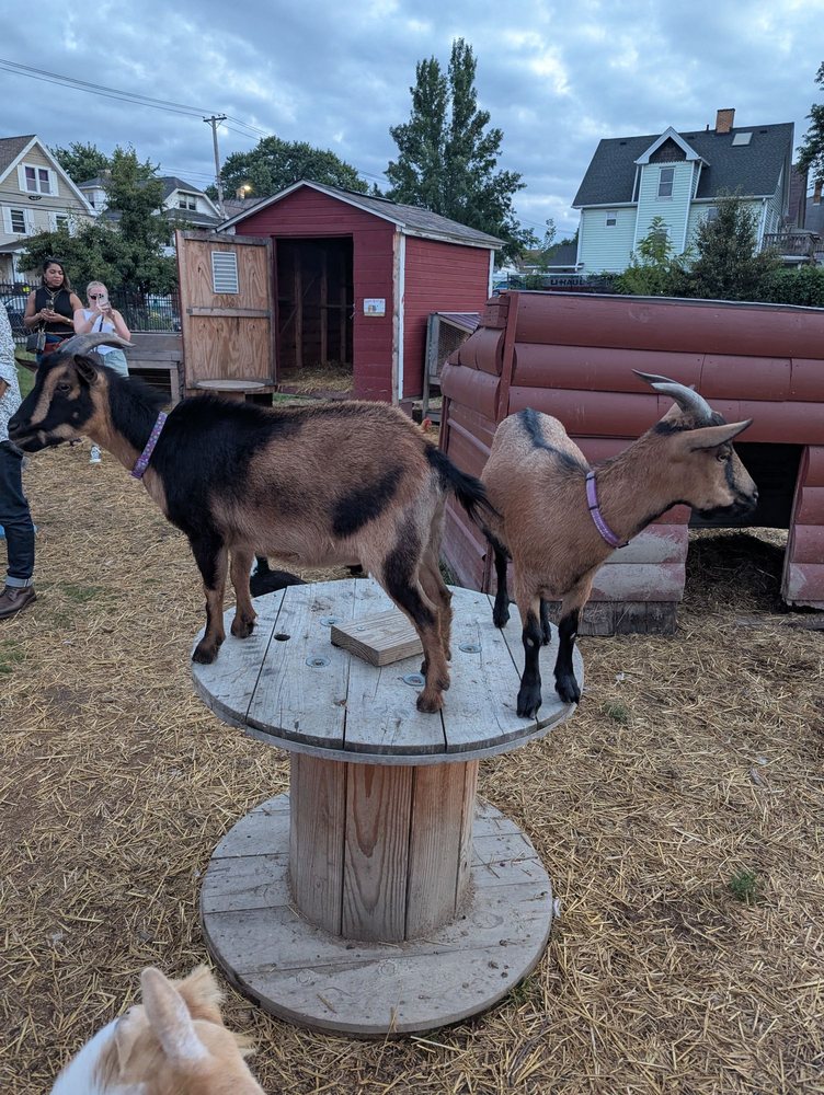 Vino Veritas Cellars Winery - vineyard in Cleveland, OH