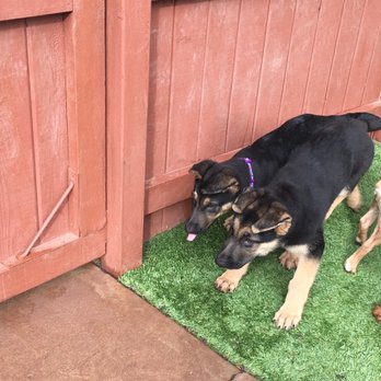 Woof Academy - Pet Training Near Me - Encinitas, California