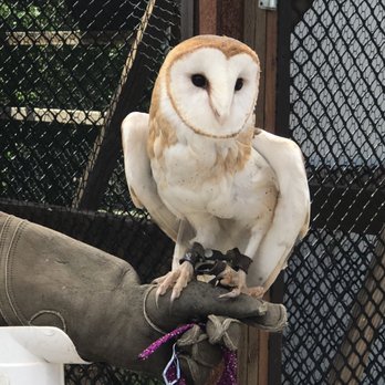 Ojai Raptor Center - Love love love the look on this face! - Community Service/Non-Profit Near Me - Ojai, California Ojai Raptor Center - Love love love the look on this face! - Community Service/Non-Profit Near Me - Ojai, California