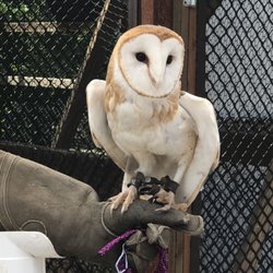 Ojai Raptor Center - Love love love the look on this face!