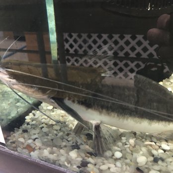 Predatory Fins - Local Fish Stores Near Me - Copiague, New York