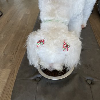 Healthy Spot - Long Beach - Cute Holiday Bows! Thank you Haydee!! - Pet Sitting Near Me - Long Beach, California Healthy Spot - Long Beach - Cute Holiday Bows! Thank you Haydee!! - Pet Sitting Near Me - Long Beach, California
