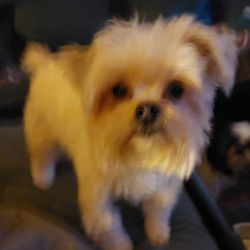 Adorable Dog