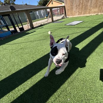 Action Day Dog Daycare - Pet Boarding Near Me - Houston, Texas Action Day Dog Daycare - Pet Boarding Near Me - Houston, Texas