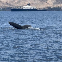 Humpback whale Humpback whale