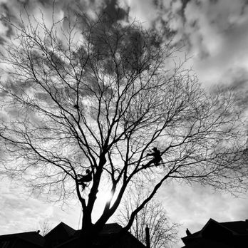 Nick & Dana's Tree Service - Tree Services Near Me Nick & Dana's Tree Service - Tree Services Near Me