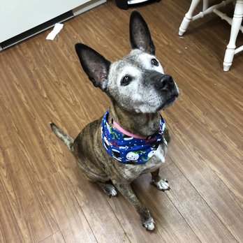 Shed Happens - Pet Groomers Near Me - Oxford, Ohio Shed Happens - Pet Groomers Near Me - Oxford, Ohio