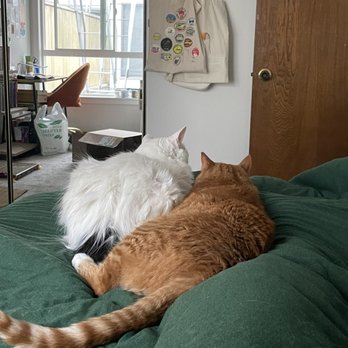 Kittington’s Mobile Cat Grooming - You can see how bad his mats were all along his back! - Pet Groomers Near Me Kittington’s Mobile Cat Grooming - You can see how bad his mats were all along his back! - Pet Groomers Near Me