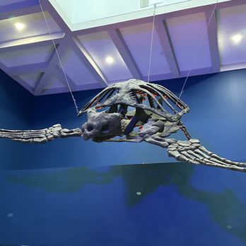 Loggerhead Marinelife Center - Community Service/Non-Profit Near Me - Juno Beach, Florida