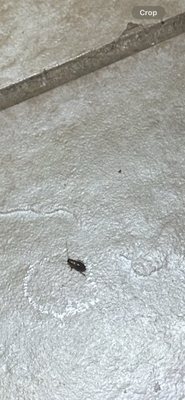 Red Roof Inn & Suites Macon