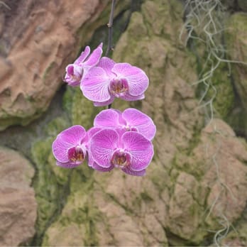 Lincoln Park Conservatory - Orchid - Parks Near Me - Chicago, Illinois Lincoln Park Conservatory - Orchid - Parks Near Me - Chicago, Illinois
