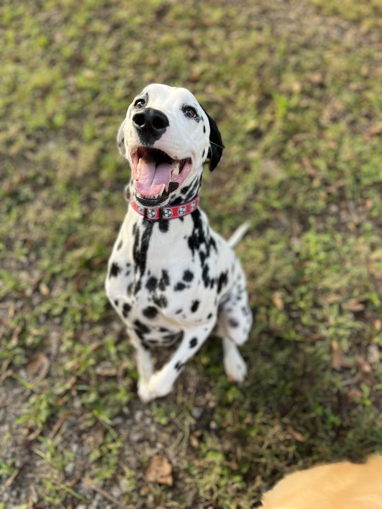 HOUND HEELTON Updated October 2024 Request an Appointment 22