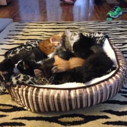 Momakat Rescue - Kiittens are socialized in a home environment