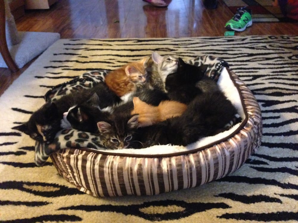 MOMAKAT RESCUE Updated May 2024 4640 Hwy 280 S, Birmingham, Alabama