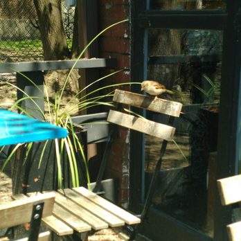 Completo - Little birds visiting - Latin American Near Me - Toronto, Ontario Completo - Little birds visiting - Latin American Near Me - Toronto, Ontario
