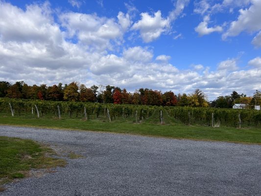 Hosmer Winery by null