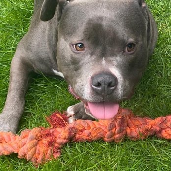 McKenna Kennels Pet Resort - Miss Skylar J. - Pet Boarding Near Me - Roy, Washington McKenna Kennels Pet Resort - Miss Skylar J. - Pet Boarding Near Me - Roy, Washington