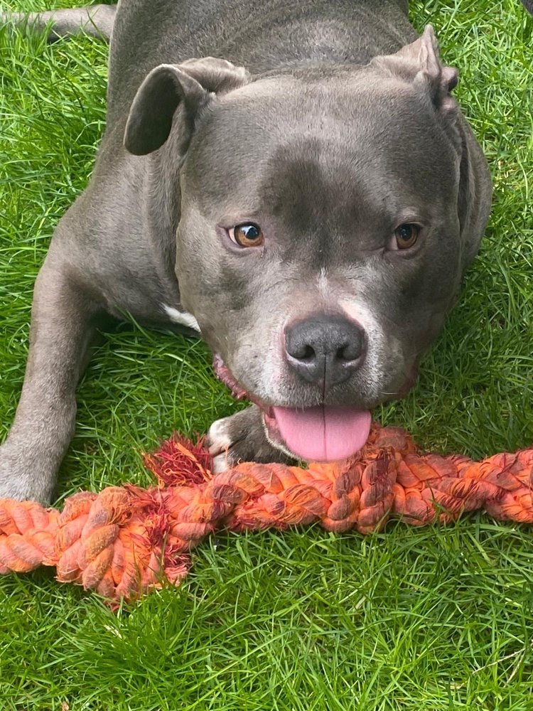 MCKENNA KENNELS PET RESORT Updated June 2024 36 Photos & 22 Reviews