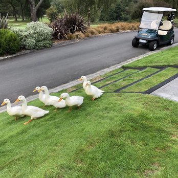Wairakei Golf - Golf Near Me - Wairakei, WKO