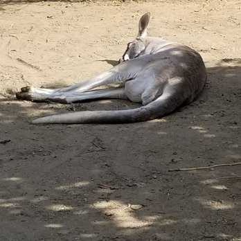 The Outback Kangaroo Farm - Lazy kangaroo - Zoos Near Me - Arlington, Washington