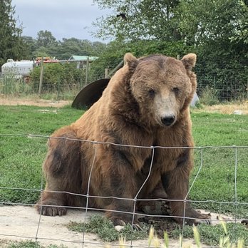 Olympic Game Farm - Zoos Near Me - Sequim, Washington Olympic Game Farm - Zoos Near Me - Sequim, Washington