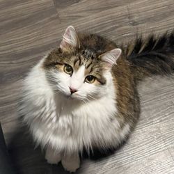 Animal Hospital at Baldwin Park - Cat