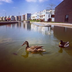 Grüne Mitte Essen - Enten lieben die Grüne Mitte
