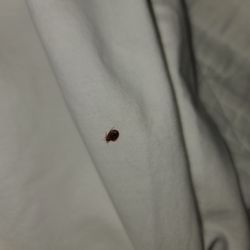 Residence Inn Atlanta Norcross/Peachtree Corners - And yet another bed bug (wish I knew that is what it was at the time)