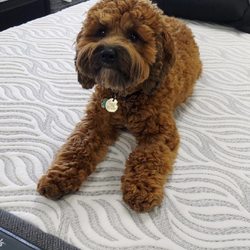 Toby's Mattress Superstore