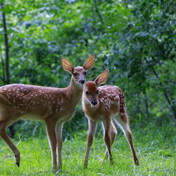 Schenley Park - The brother and sister pair of white tailed fawns. - Parks Near Me Schenley Park - The brother and sister pair of white tailed fawns. - Parks Near Me